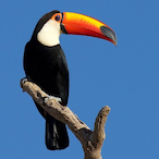 CDRToucan's Avatar'