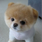 LittlE_Dog_Dog's Avatar'