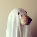 DickeBockwurst's Avatar'