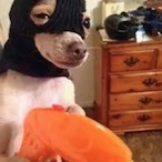 Officer0.5.DPD's Avatar'