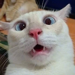 Tasvass2008's Avatar'