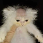 LKZ2z's Avatar'