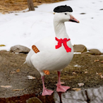 FrenchGoose's Avatar'