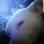 Imoral420's Avatar'