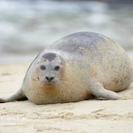 KingBob_SEAL's Avatar'