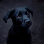 Fenxgst's Avatar'