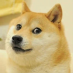 Mister.Doge's Avatar