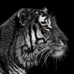 Tiger-._'s Avatar'