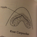 FishWithNipples's Avatar'