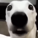 Herdofburritoz's Avatar'