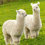 A1paca1020's Avatar'