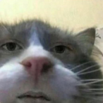 Diabolica1's Avatar'