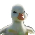 westvinababy's Avatar'