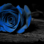 Blue_Rose33's Avatar'