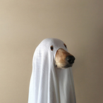 Too-Spoopy's Avatar'