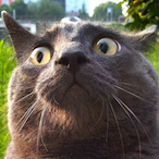 gunher rnr's Avatar'