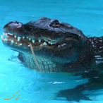 life a sinn's Avatar'