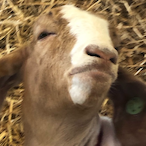 Tf2Suprmutant's Avatar'