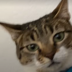 Uymoo's Avatar'