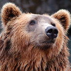 Tawny_bear's Avatar'