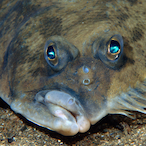 Flounder_Cheeks's Avatar'