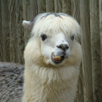 produce come's Avatar'