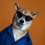 Not_A_Dog_BR's Avatar