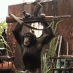 SmilingMonkey23's Avatar'