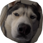 Pflanzeneintopf's Avatar'