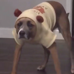 SCOOBY-DOO--'s Avatar'