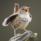Birb.Hawk's Avatar'
