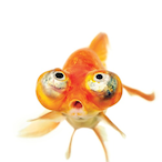 fishyjager's Avatar'