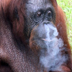 AkOrangutang's Avatar'