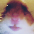 xIdahobanditx's Avatar'