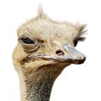 ThunderOstrich's Avatar'