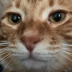 FuriousD3vil491's Avatar'