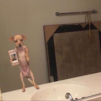 Wartortle-OG's Avatar'