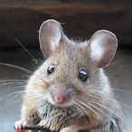 Mice._.'s Avatar'