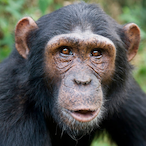 MonkeyNoise38's Avatar'