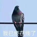 AKIRA_NaGaTa's Avatar'