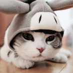 this-is-myhouse's Avatar'