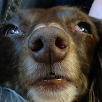 Elitegrandma's Avatar'