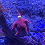 starfishlul's Avatar'