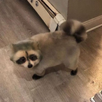 sxkuma's Avatar'