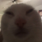 Iceeyii's Avatar'