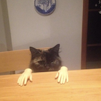 Handy-_-CaT's Avatar'