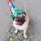Party_Puggo's Avatar'