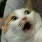 Bobavok's Avatar'