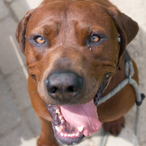 Gay Robot x's Avatar