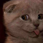 ProfessionaIRat's Avatar'